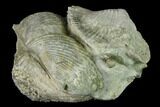 Pyrite Replaced Brachiopods (Paraspirifer) - Ohio #142158-2